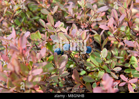 Les bleuets Yum ! .Comme les jours d'été plus courte (seulement 18,5 heures de lumière dès maintenant :) ) La saison des baies commence. À la fin de juillet à août et septembre, les gens seront de ramassage de fruits pour les stocker pour l'hiver. Banque D'Images