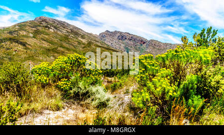 Vue sur la montagne et de l'Witrivier Bionnay, qui coule à travers le canyon, du pittoresque Bainskloof Pass entre les villes Cérès et Wellin Banque D'Images