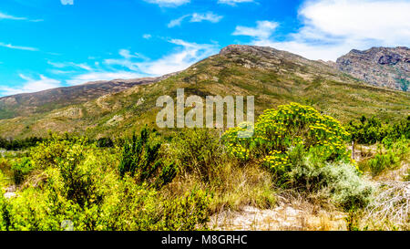 Vue sur la montagne et de l'Witrivier Bionnay, qui coule à travers le canyon, du pittoresque Bainskloof Pass entre les villes Cérès et Wellin Banque D'Images