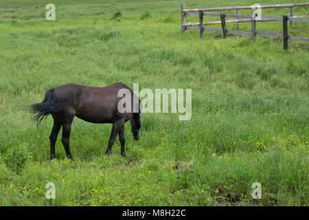 Jeunes chevaux pur-sang posant contre champs de printemps . Banque D'Images