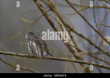 Chouette naine (Glaucidium passerinum) à l'automne, de l'Europe Banque D'Images