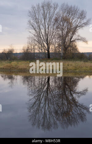 Branches sans feuilles de chêne sur la rivière Banque D'Images