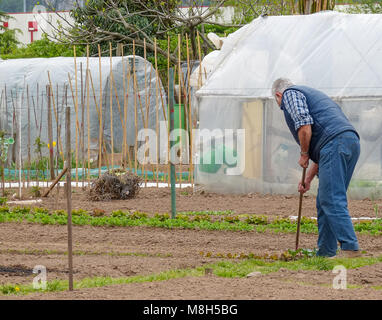 Groupe de parcelles d'allotissement où les terres sont caniées pour les retraités de cultiver là-bas propres légumes comme passe-temps - trente, le nord de l'Italie, l'Europe Banque D'Images