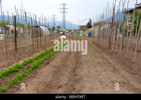 Groupe de parcelles d'allotissement où les terres sont caniées pour les retraités de cultiver là-bas propres légumes comme passe-temps - trente, le nord de l'Italie, l'Europe Banque D'Images