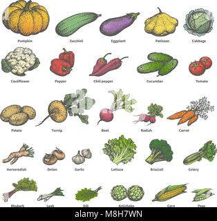 Grand Vecteur de définir différents légumes mûrs colorés Illustration de Vecteur
