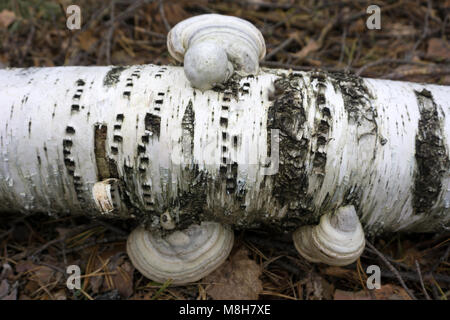 Inonotus obliquus Chaga mushroom sur le tronc de l'arbre bouleau close up.Durée de champignon dans la forêt. Banque D'Images