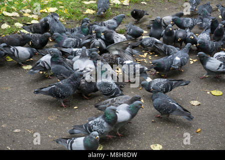 Les pigeons se battre pour de la nourriture , de nombreuses lutte pigeons près de temple en Thaïlande. Certains mangeant du pain sur le plancher quelques flying Banque D'Images