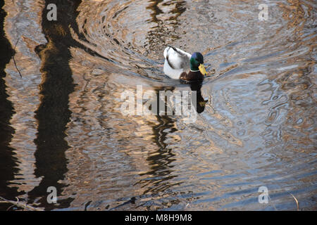 Un mâle canard colvert natation Banque D'Images
