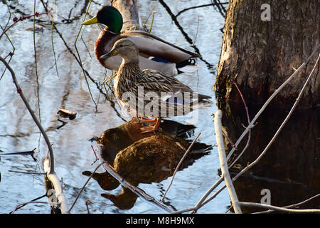 Un couple de canards colvert reflétée sur l'eau Banque D'Images