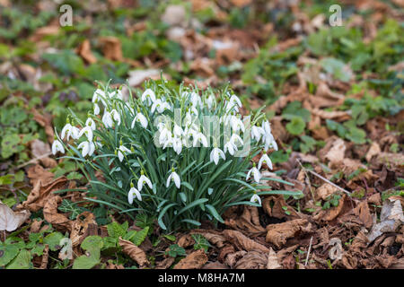 Close up d'un bouquet de perce-neige - Galanthus nivalis la floraison en février dans un jardin anglais, UK Banque D'Images