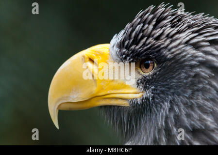Un portrait de l'aigle de mer de Steller Banque D'Images