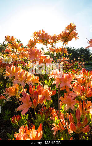 Close up pink Azalea fleurs (Rhododendron indicum) dans le jardin. Rétro-éclairage Banque D'Images