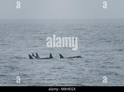 Orcas visiter Norton Sound. Les orques sont un peu un spectacle rare dans nos eaux, mais ils ne se produisent. Ici, une surface pod sous ciel nuageux. C'est toujours une impressionnante démonstration ! Banque D'Images