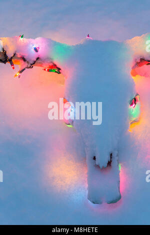 CLOSE UP DETAIL DE VACHE BLANCHIE-crâne et cornes DÉCORÉES AVEC DES LUMIÈRES DE NOËL MULTICOLORES SOUS UNE COUCHE DE NEIGE Banque D'Images
