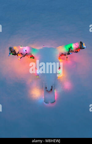 Vache blanchie STEER SKULL CORNES DÉCORÉES AVEC DES LUMIÈRES DE NOËL MULTICOLORES SOUS UNE COUCHE DE NEIGE Banque D'Images