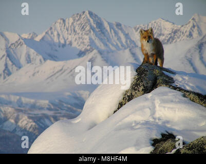 Le renard roux (Vulpes vulpes) Sondages le paysage. Un renard roux regarde à travers le paysage montagneux à partir d'une zone. Banque D'Images