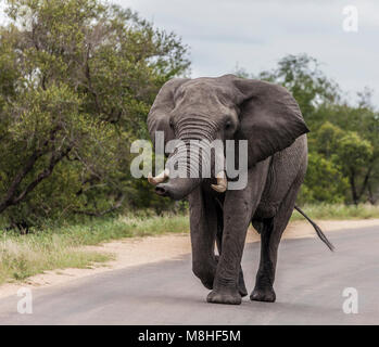 Un homme, l'éléphant d'Afrique Loxodonta africana, en pleine musth, marcher le long d'une route qui sent les personnes dans le véhicule de l'avant (invisible) Kruger NP, au sud ; Banque D'Images