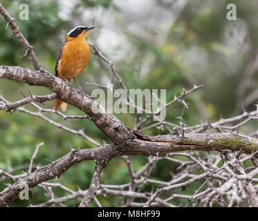 White-browed Robin-chat aka Heuglin's Robin Cossypha heuglini dans Kruger NP, Afrique du Sud Banque D'Images