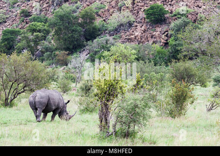 Rhinocéros blanc, alias Square-lipped Rhinoceros, Ceratotherium simum, pâturage parmi les buissons en face d'une colline rocheuse dans Kruger NP, Afrique du Sud. Banque D'Images