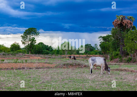 Bull paissant dans les rizières après la récolte avant la pluie Banque D'Images