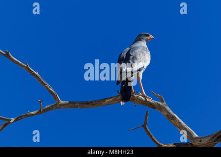 Chant pâle autour des palombes (Mielerax canorus) assis sur une branche d'arbre, à la recherche de proies, Kgalagadi Transfrontier Park, Northern Cape, Afrique du Sud, l'Afrique Banque D'Images