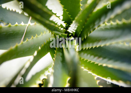 L'Aloe Ferox (Vera) succulentes, Aalwyn Banque D'Images