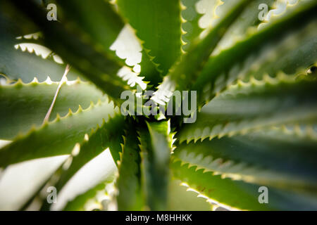 L'Aloe Ferox (Vera) succulentes, Aalwyn Banque D'Images