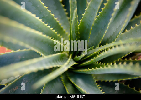 L'Aloe Ferox (Vera) succulentes, Aalwyn Banque D'Images