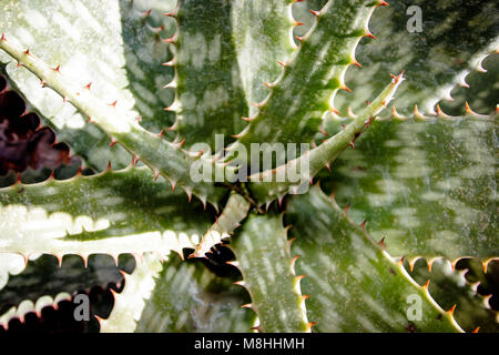 L'Aloe Ferox (Vera) succulentes, Aalwyn Banque D'Images