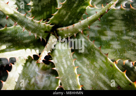 L'Aloe Ferox (Vera) succulentes, Aalwyn Banque D'Images