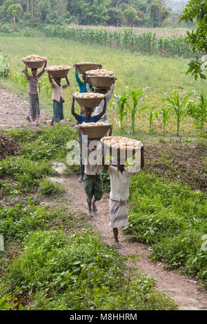 Les agriculteurs sont occupés à la récolte des pommes de terre dans un champ de pommes de terre, en Munshigonj, au Bangladesh. Banque D'Images