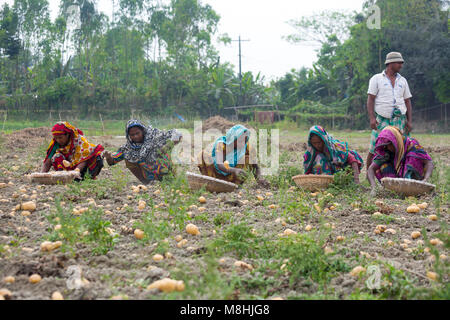 Les femmes du Bangladesh recueillir après la récolte de pommes de terre à partir d'une rubrique dans Munshigonj, près de Dhaka, Bangladesh. Banque D'Images