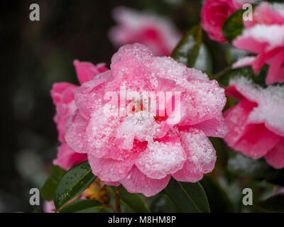 Xemples' Camellia 'décorées de neige à Kings Langley, Hertfordshire, Royaume-Uni. Un coup de froid au début du printemps fleurit et affecte une nouvelle croissance. Banque D'Images