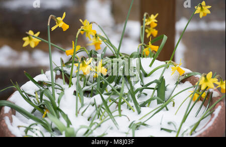 Merton, Londres, Royaume-Uni. 18 mars 2018. Jonquilles printemps recevoir une nouvelle couche de neige de la mi-mars alors que l'hiver météo week-end Londres traverse. Credit : Malcolm Park/Alamy Live News. Banque D'Images