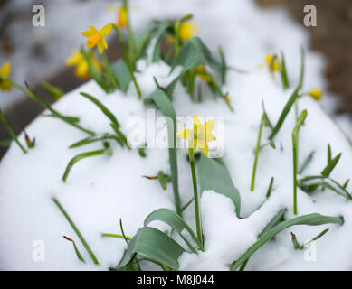 Merton, Londres, Royaume-Uni. 18 mars 2018. Jonquilles printemps recevoir une nouvelle couche de neige de la mi-mars alors que l'hiver météo week-end Londres traverse. Credit : Malcolm Park/Alamy Live News. Banque D'Images