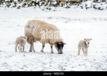 Ravenstonedale, Cumbria. Météo britannique. 18 mars, 2018. Lits jumeaux nouveau-nés agneaux Brebis Texel avec amèrement dans les vents froids et fortes averses de neige. Bête de l'Est 2' pour couvrir le pays dans la neige et avec plus de temps de Sibérie sur le chemin apportant misère et la faim pour les animaux de ferme dans des endroits éloignés. Jusqu'à 20  % des agneaux nouveau-nés meurent avant le sevrage. La plupart de ces décès surviennent dans les trois premiers jours de la vie. Près de 80  % de ces décès se produisent parce que les agneaux ne pas sucer le colostrum et le lait assez rapidement après la naissance. Banque D'Images