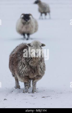 Comté de Durham. Dimanche 18 mars 2018. Météo Royaume-Uni. Bête de l'est 2. C'est un « problème de l'instant » pour ces moutons Herdwick endurcis, car la neige tombe autour d'eux à Teesdale, comté de Durham, Angleterre du Nord-est. David Forster/Alamy Live News Banque D'Images