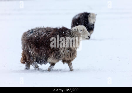 Comté de Durham. Dimanche 18 mars 2018. Météo Royaume-Uni. Bête de l'est 2. C'est un « problème de l'instant » pour ces moutons Herdwick endurcis, car la neige tombe autour d'eux à Teesdale, comté de Durham, Angleterre du Nord-est. David Forster/Alamy Live News Banque D'Images