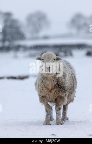 Comté de Durham. Dimanche 18 mars 2018. Météo Royaume-Uni. Bête de l'est 2. C'est un « problème de l'instant » pour ces moutons Herdwick endurcis, car la neige tombe autour d'eux à Teesdale, comté de Durham, Angleterre du Nord-est. David Forster/Alamy Live News Banque D'Images