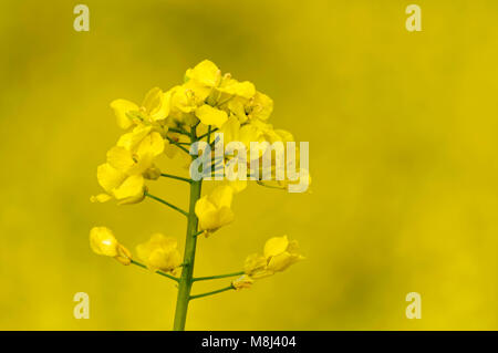 Gros plan sur les fleurs de canola (Brassica napus), le champ de canola près de Feldstetten (qui fait partie de Laichingen) sur les Alpes souabe, Baden-Württember, Allemagne Banque D'Images