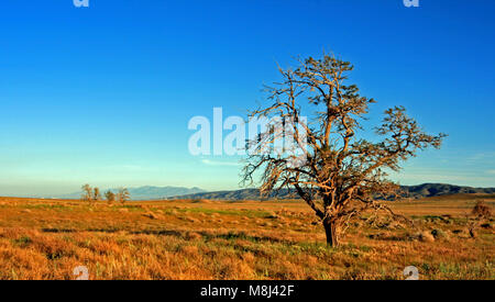 Le seul arbre dans l'Antelope Valley dans le haut désert de Californie du Sud USA près de la réserve du pavot à Lancaster CA Banque D'Images