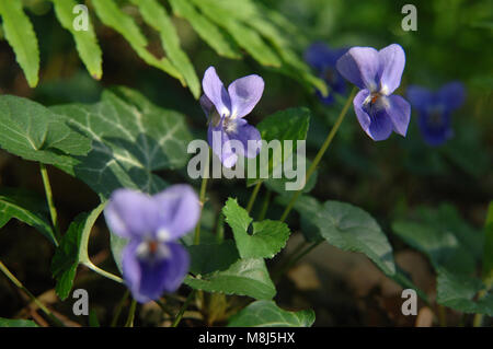 Un bouquet de violettes, entre les feuilles de lierre et de fougère douce Banque D'Images