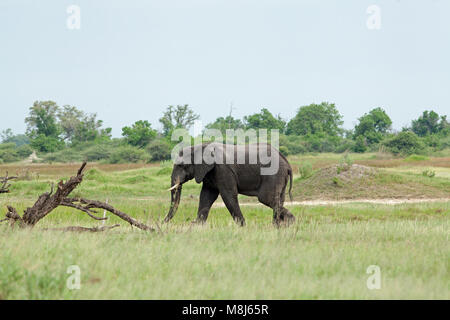 L'éléphant d'Afrique Loxodonta africana. Bull adultes le pâturage. Dommages aux arbres et la perte due à l'éléphant.Le Parc National de Chobe. Delta de l'Okavango. Le Botswana. L'Afrique. Banque D'Images