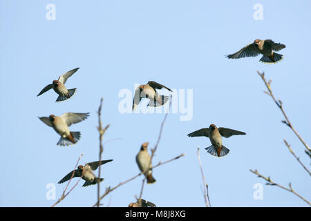 Jaseur boréal Bombycilla garrulus landing dans Rowan Sorbus aucuparia près de Romsey Hampshire Angleterre Banque D'Images