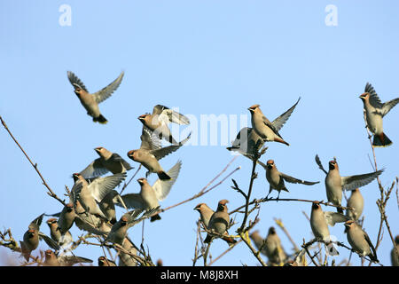 Jaseur boréal Bombycilla garrulus landing dans Rowan Sorbus aucuparia près de Romsey Hampshire Angleterre Banque D'Images