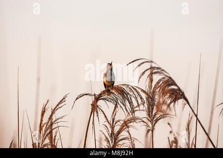 Grande rousserolle effarvatte Acrocephalus arundinaceus chant sur haut de roseau commun Phragmites australis au bord de piscine marais près de Tiszaalpar Kiskunsag Na Banque D'Images