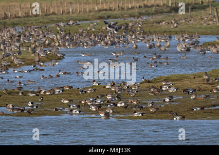 Le canard siffleur Anas penelope et oies à bec court Anas brachyrhnchus à se nourrir dans les prairies Udale Bay réserve RSPB et Cromarty Ross Black Isle Banque D'Images