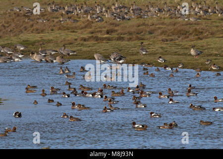 Le canard siffleur Anas penelope et oies à bec court Anas brachyrhnchus à se nourrir dans les prairies Udale Bay réserve RSPB et Cromarty Ross Black Isle Banque D'Images