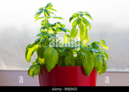 Plante de basilic croissant en pot de fleurs Banque D'Images