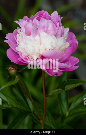 'Sorbet' jardin commun, Luktpion la pivoine (Paeonia lactiflora) Banque D'Images